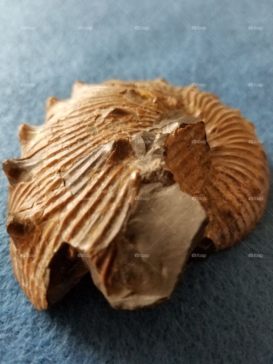 View of fossil shell