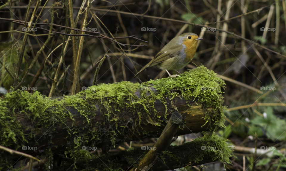 nature birds moss robin by darloandy1963
