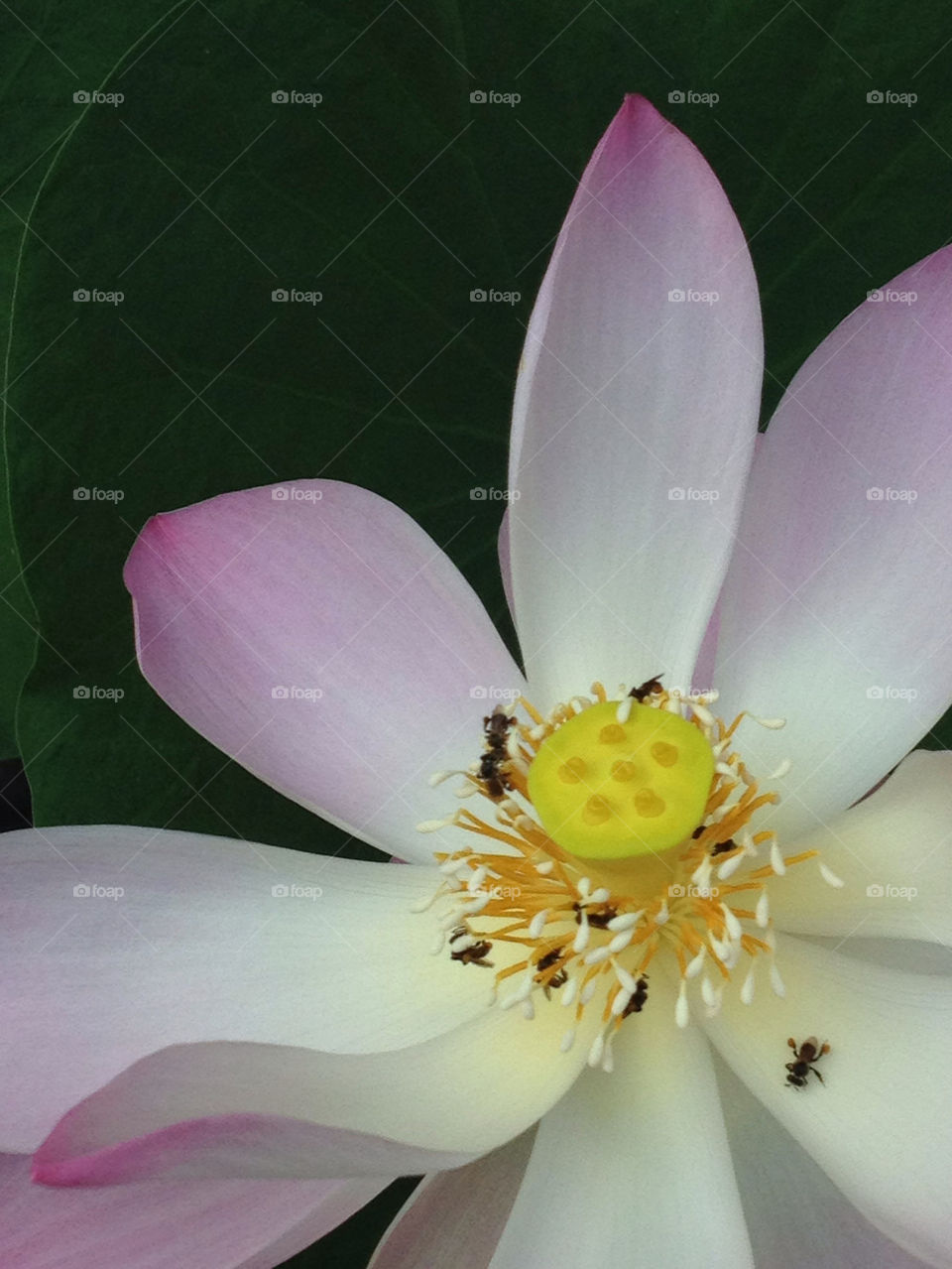 flower lotus waterlilly by ptheerak