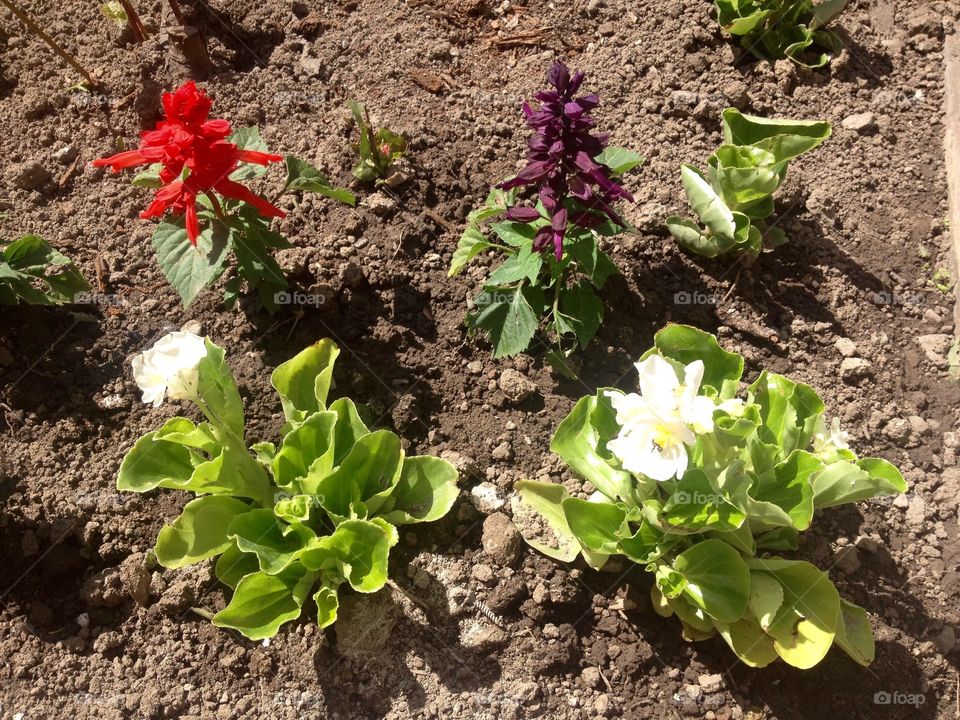 Gardening flowers