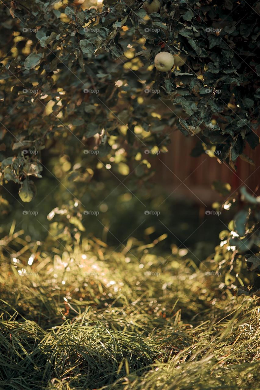 Apple tree in garden