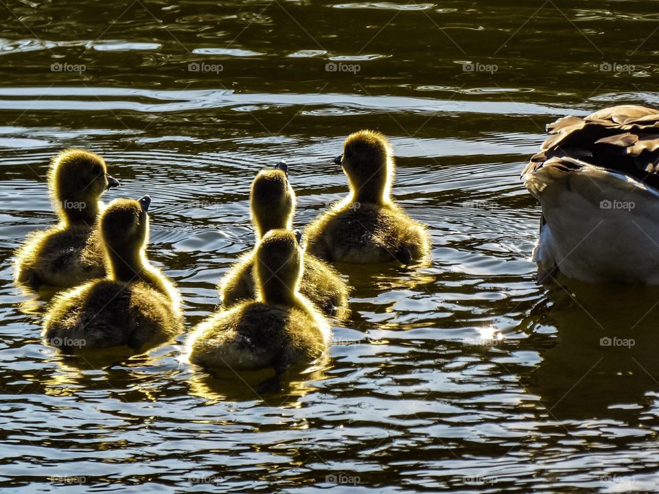 Young geese