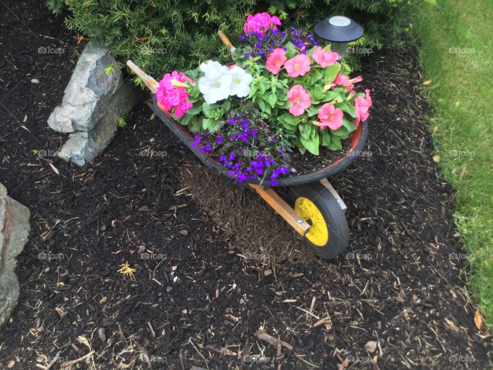 Petunias in a wheelbarrow 