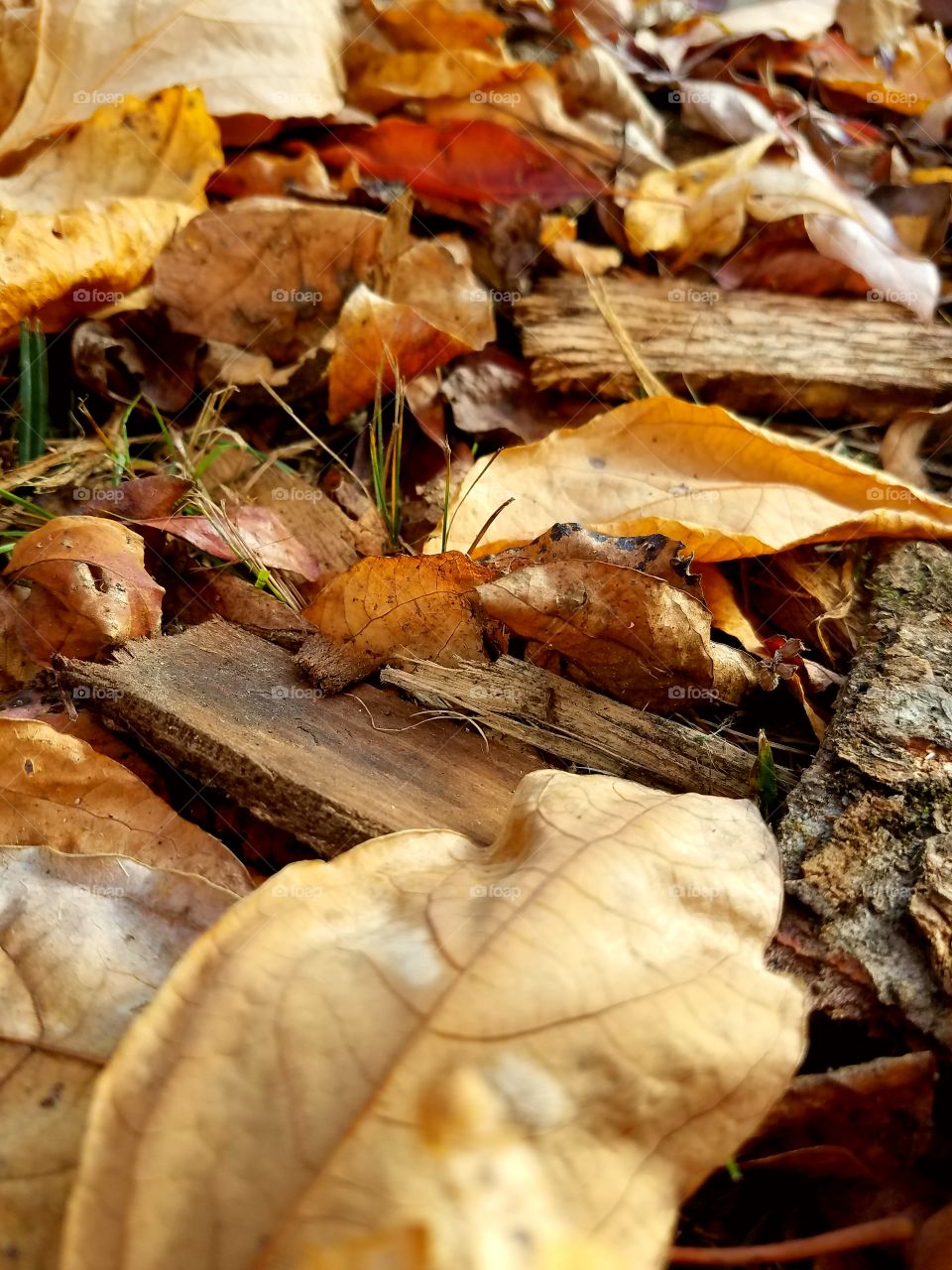 Fall Forest Floor