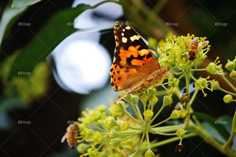 Closeup Butterfly 