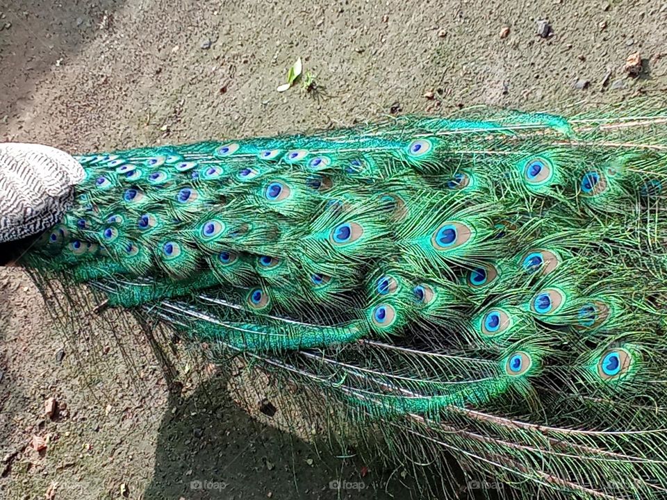 peacock feather 🪶