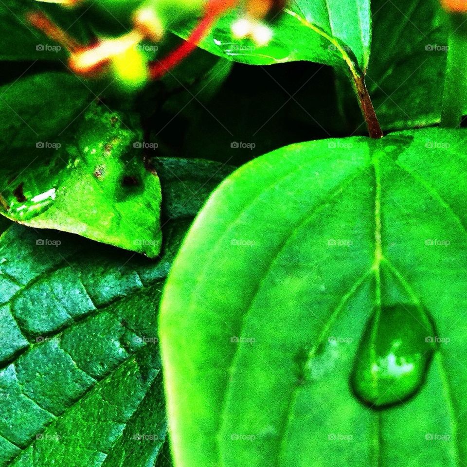 green fresh leaf rain by hannahdagogo