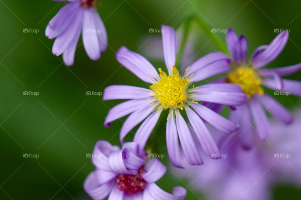 Purple Wild Flowers