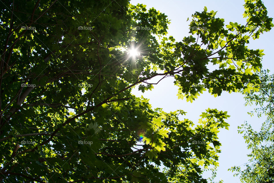 Ray of light through forest