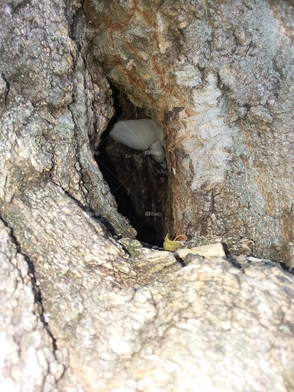 hidden mushroom