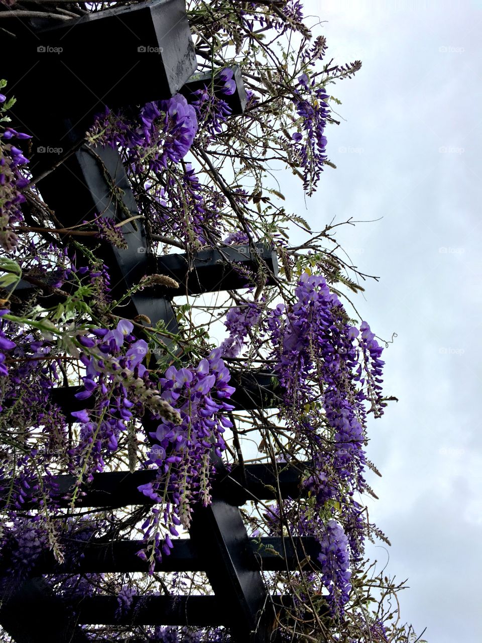 Wisteria