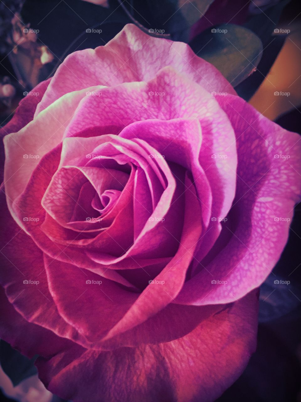 Close up rose 