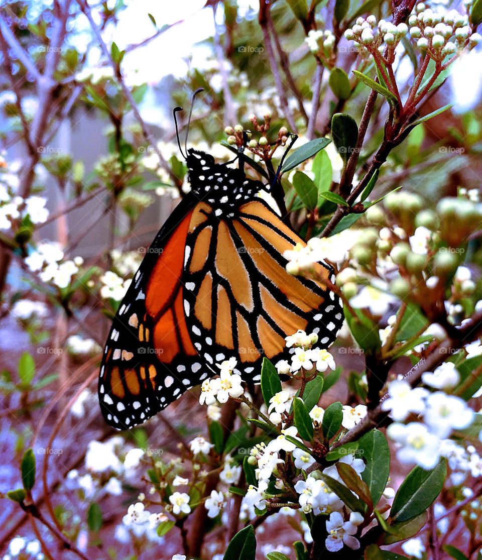 Monarch butterfly 