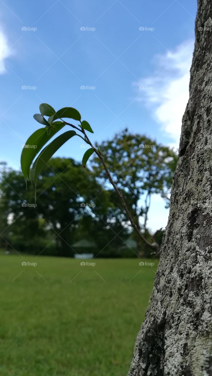 Leaf sprouts out of tree bark