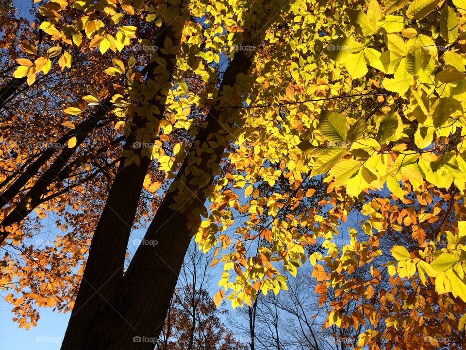 Golden Glow. As the sun sets in the west, I love the way it makes the leaves seem to glow. 