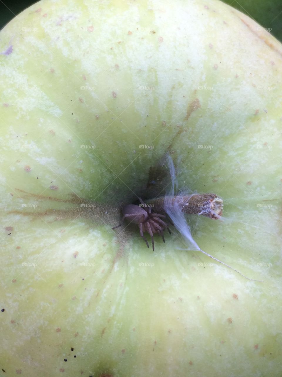 Spider on an apple.