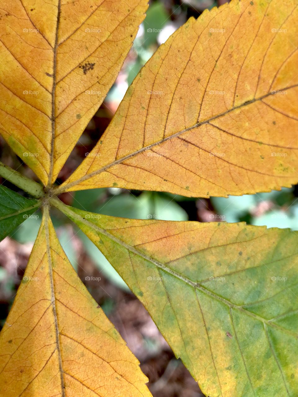 Closeup yellow and green leaves