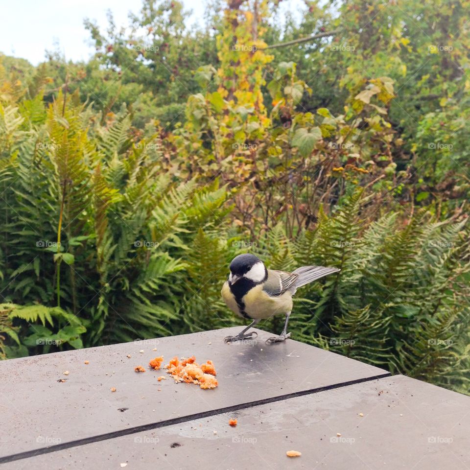 bird feeding