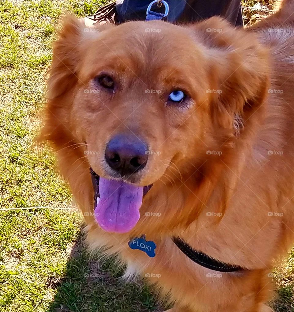 dog with two different eyes