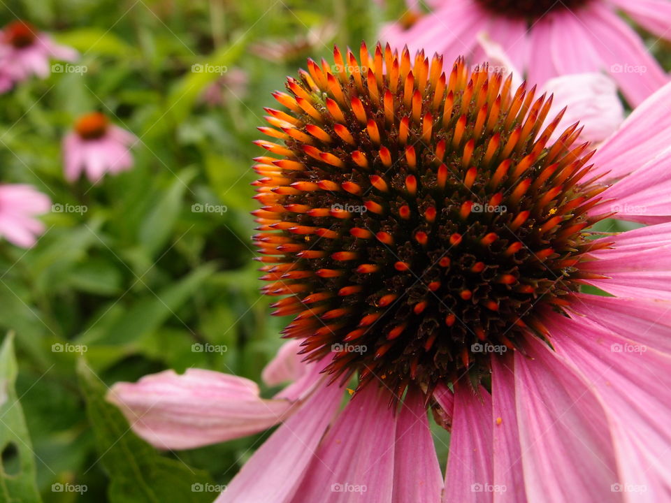 A closeup of the sharp details of a flower with pink petals and orange spikes coming from a cone in the middle. 