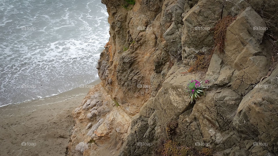 Pink flowers clinging to a cliff