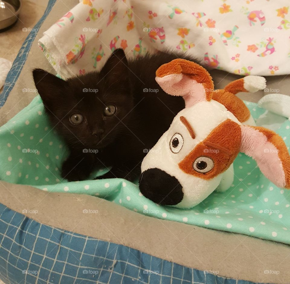 kitten and puppy friend