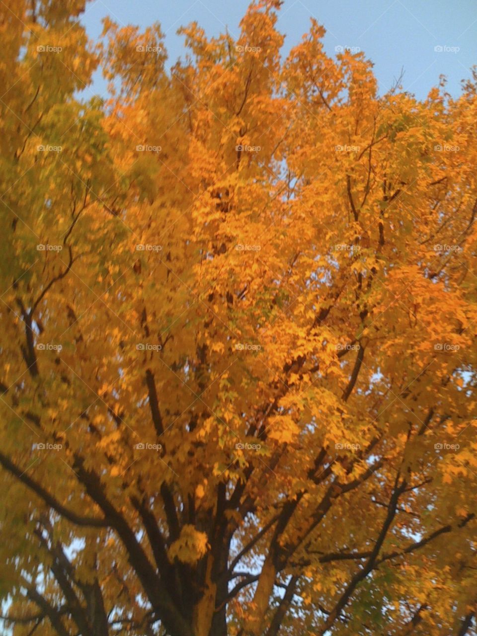 Fall, Tree, No Person, Leaf, Wood