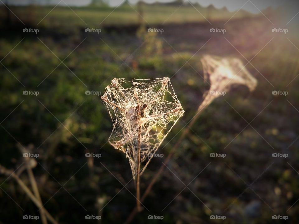 A spiderweb on a plant catching the light at sunset in summer glorious mother nature