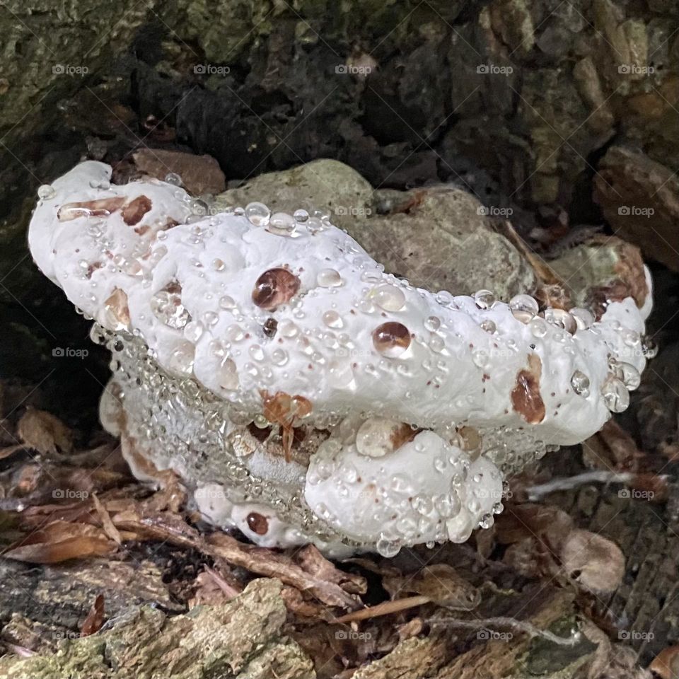 Tree fungus 