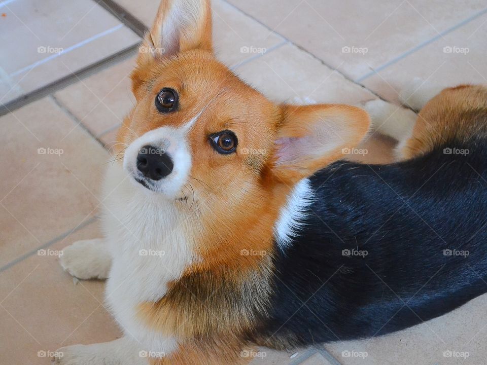 Cute dog laying in the kitchen