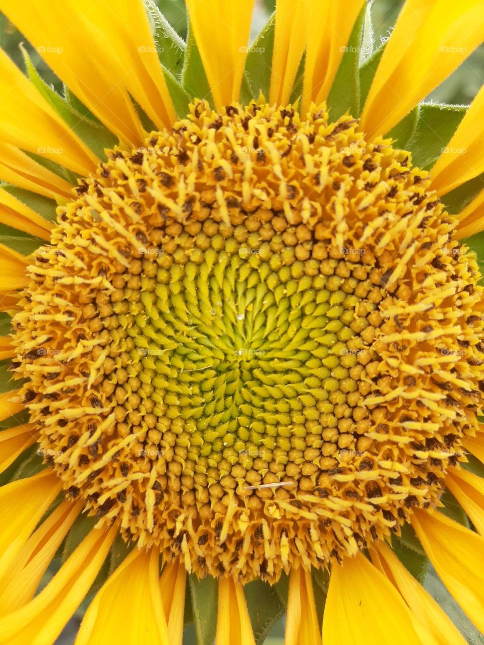 sunflower