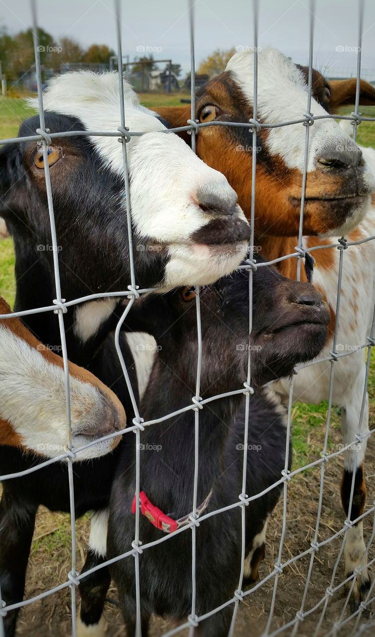 Group of Goats Looking through Fence