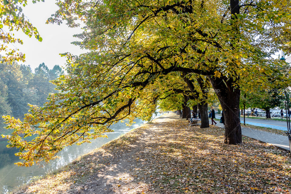 Autumn trees