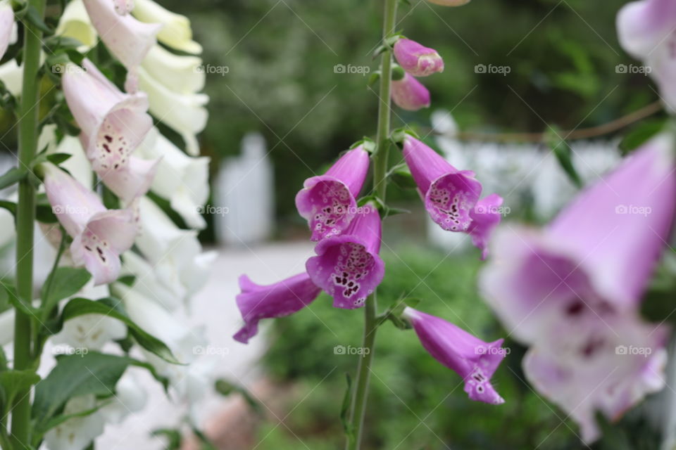 Purple bell shaped flowers