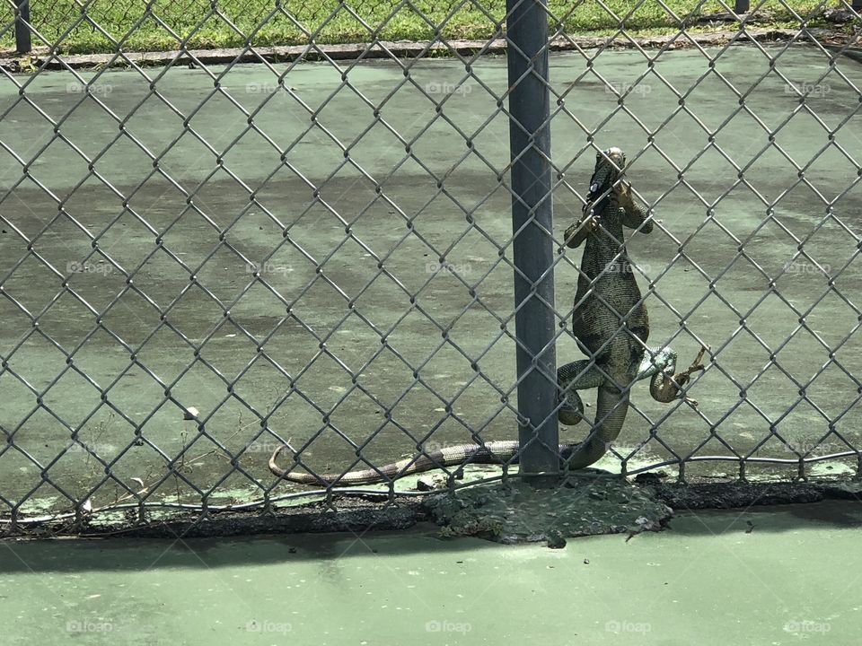 Front view of iguana on fence at tennis court