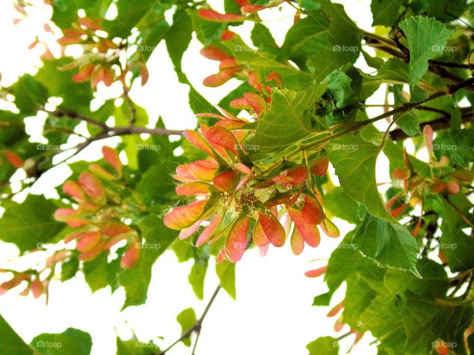maple branch