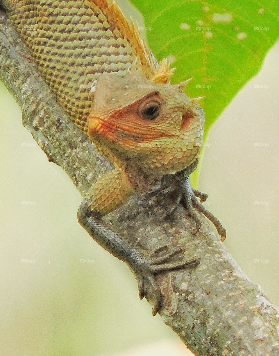 Oriental garden lizard...shooting is great when the subject react at the
camera
