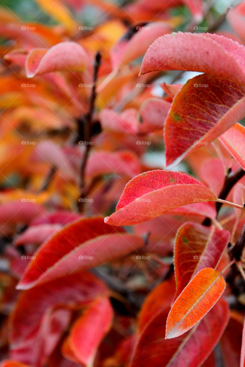 Red Leaves