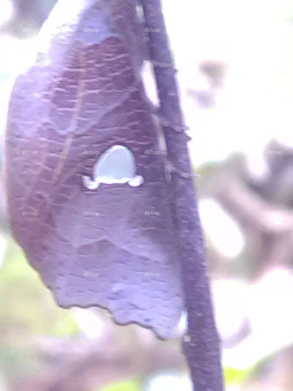 This is a very reyar baterfly sit on the 🌿.