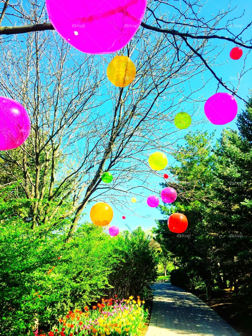 Helium balloons