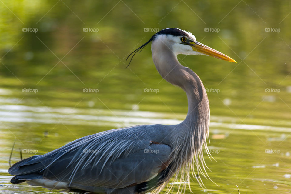 The majestic Great Blue Heron
