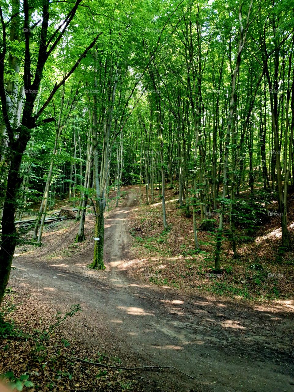 road in the forest