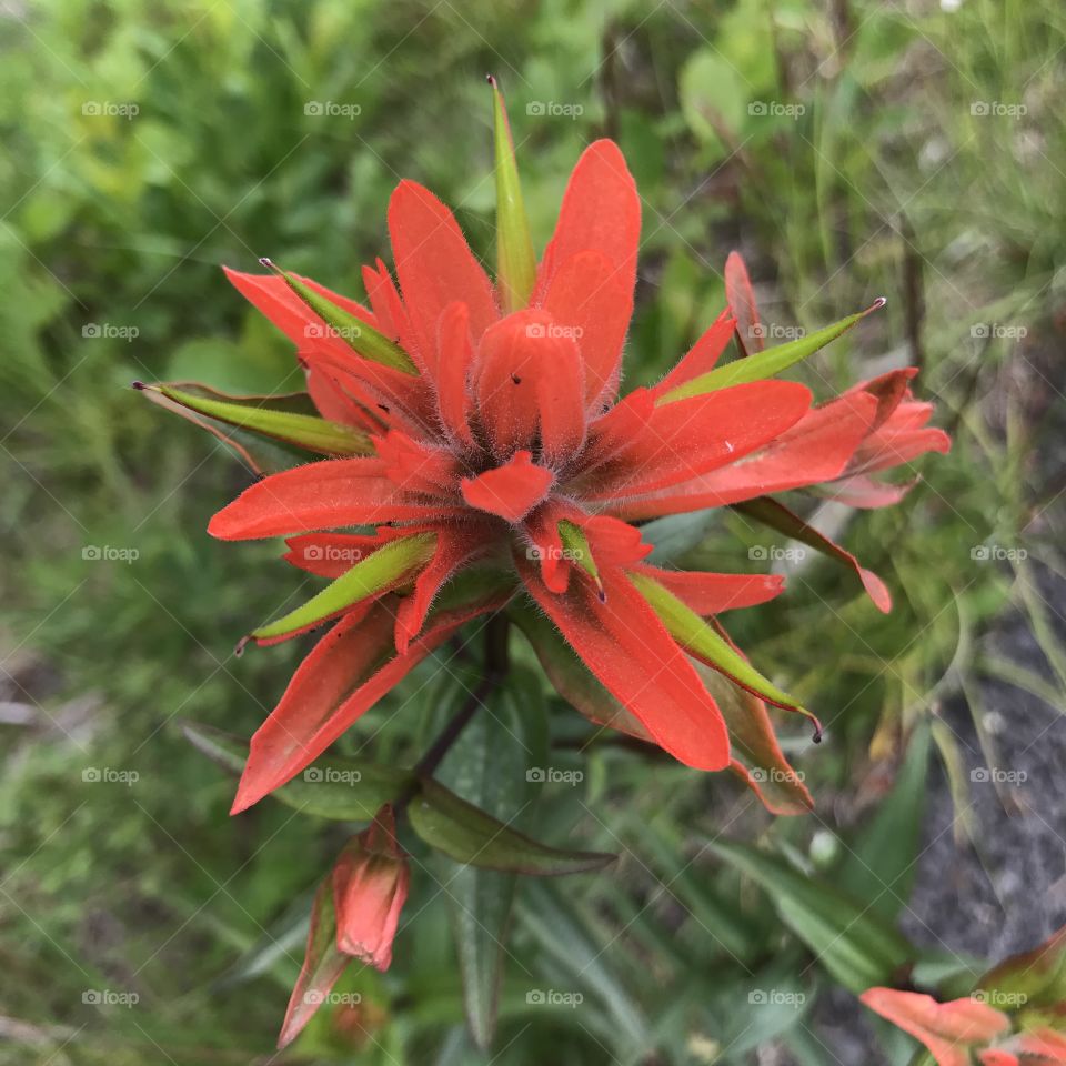 Red Pacific Northwest wildflower