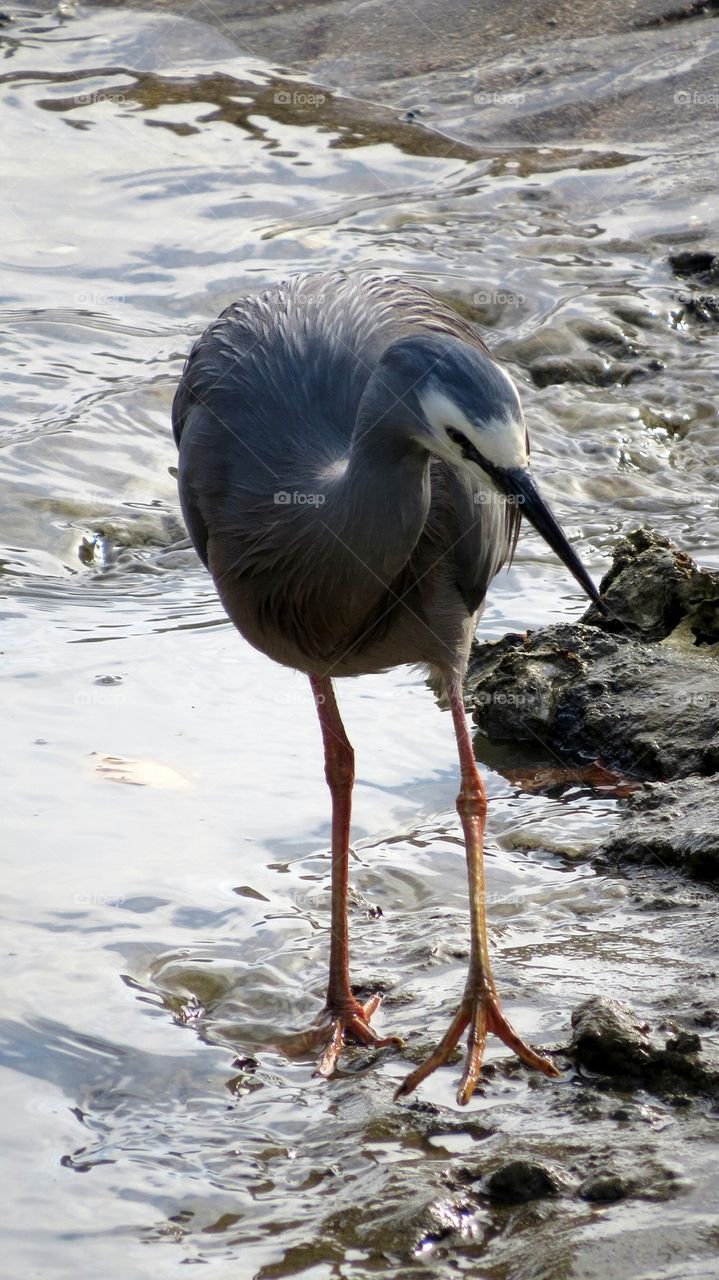 Heron on lake
