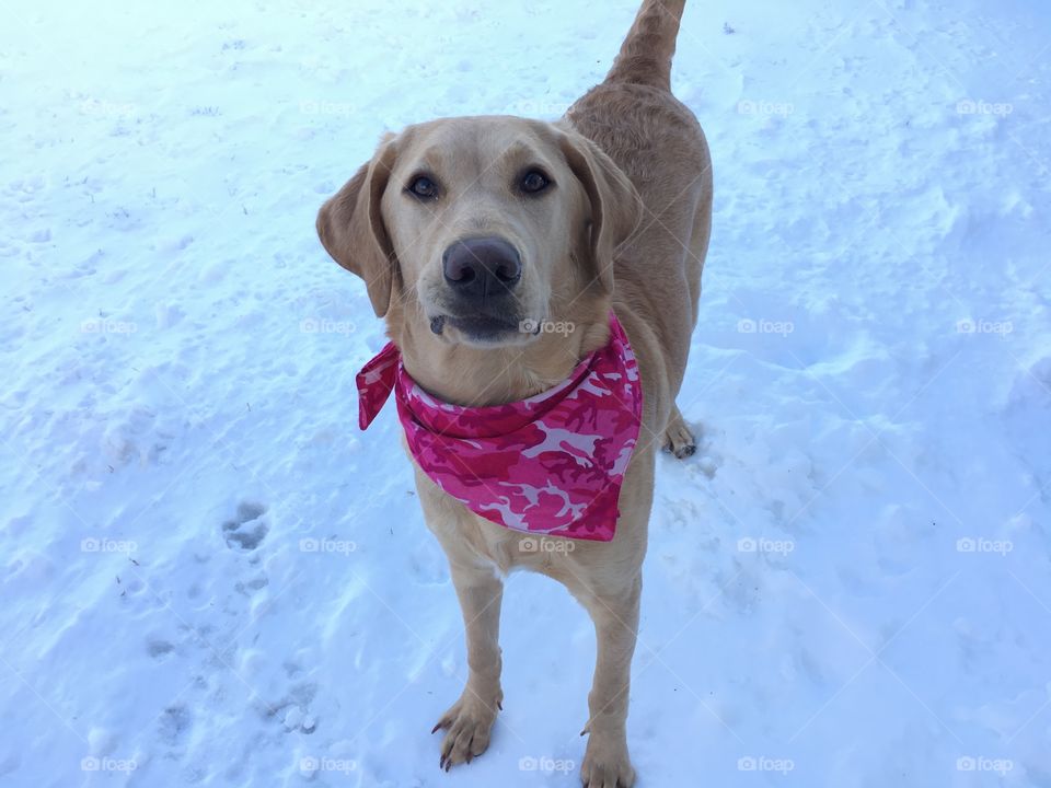 Snow dog - happy girl!