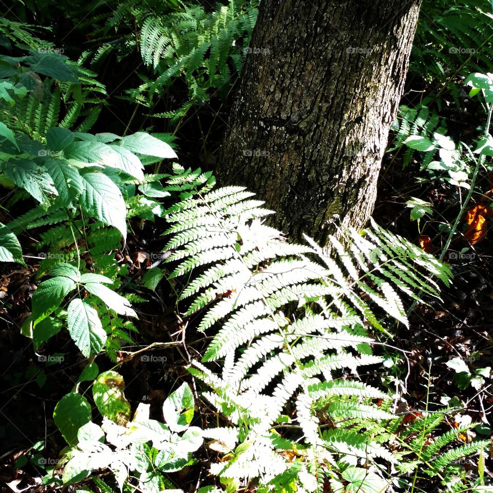 sunlit ferns