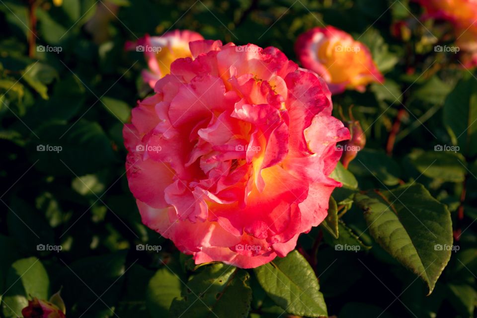 Aquarell rose