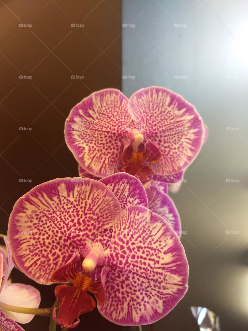 orchids