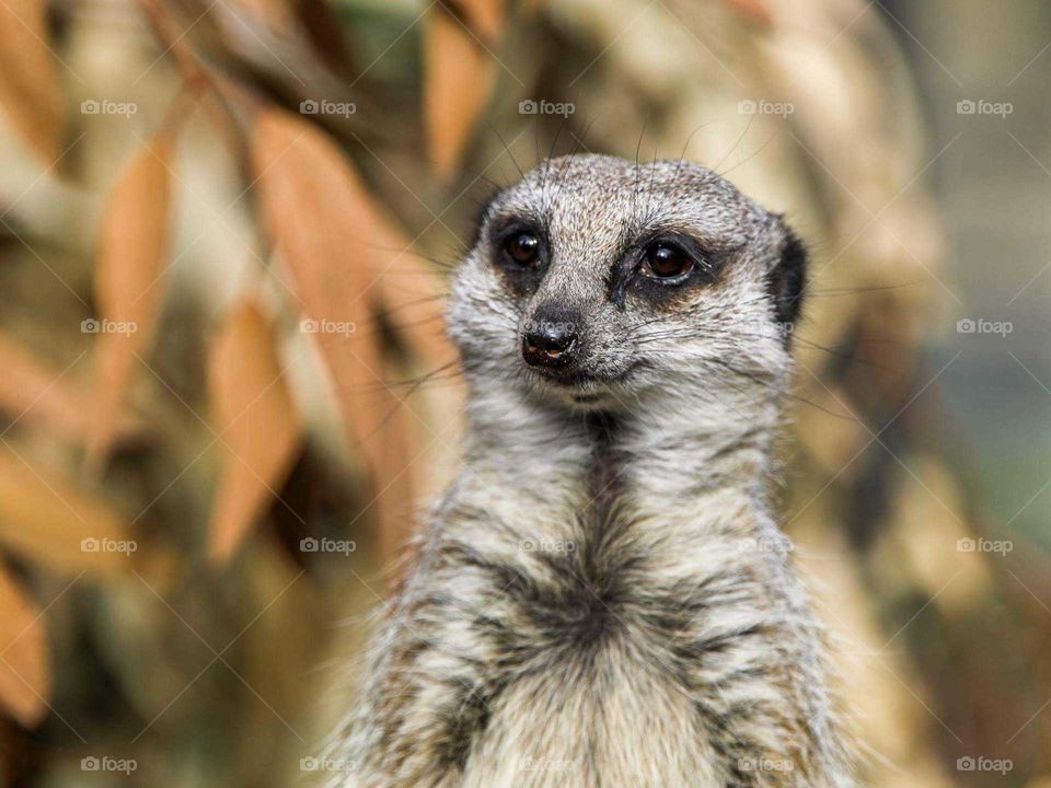 meerkat