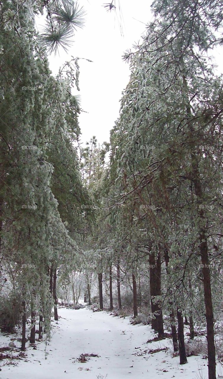 pine trees bowing down. trees across the drive